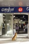 Компания «Глория Джинс», крупнейший на российском рынке производитель одежды, продолжает программу по реформатированию розничных магазинов. 